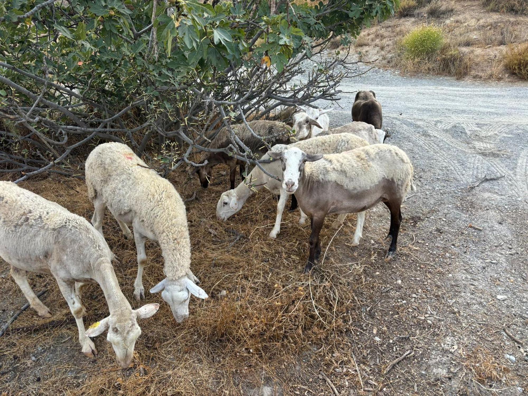 奥尔希瓦Cortijo La Vista别墅 外观 照片